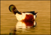 BIRDS OF THE WESTERN US